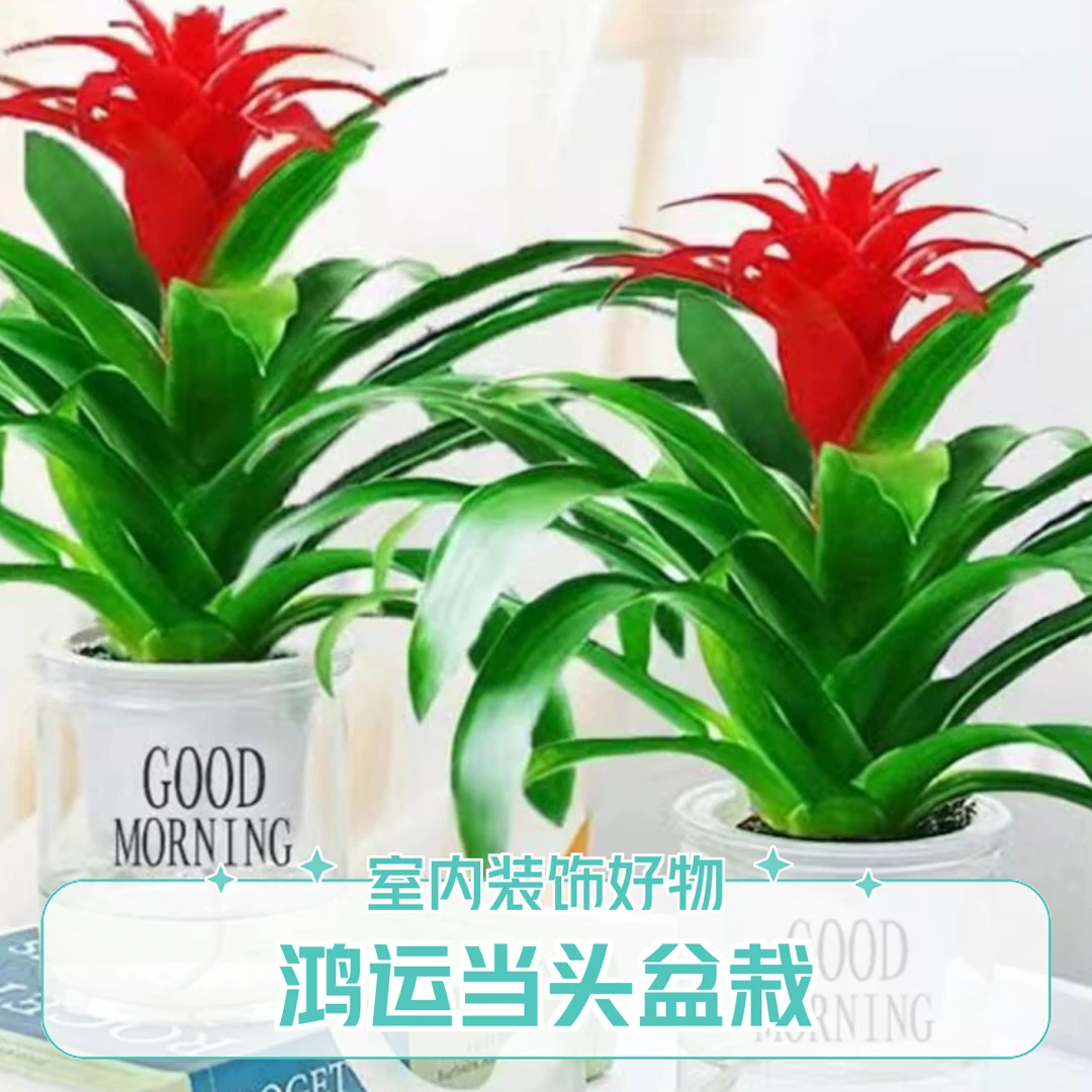 鸿运当头盆栽花卉植物室内客厅办公桌绿植桌面摆件四季长青高级感