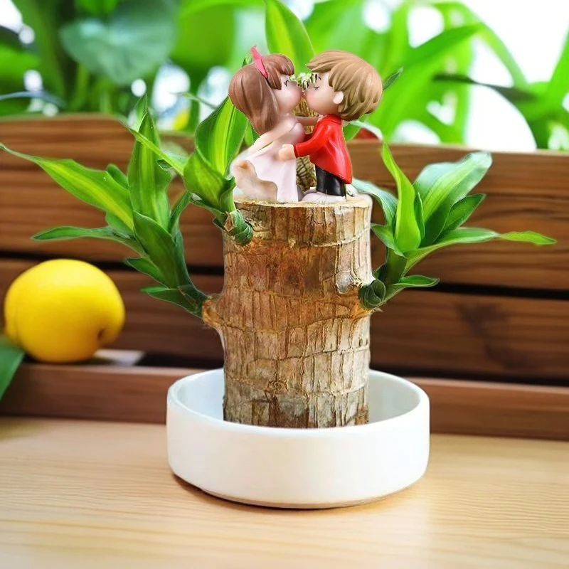 精致带芽巴西木开花格鲁特水养净化幸运水培好养四季迷你正宗养护