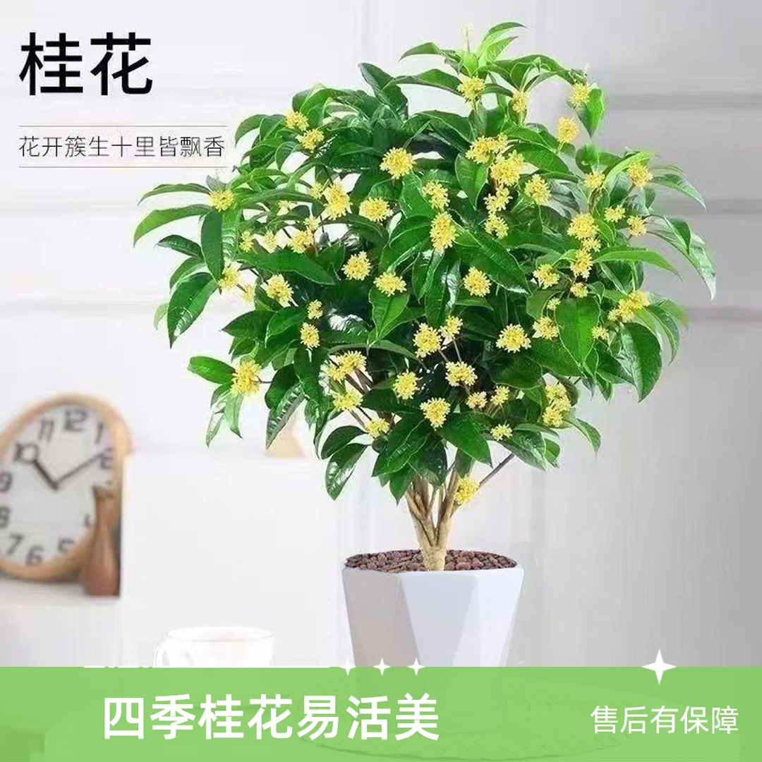 四季桂花树苗浓香型桂花盆栽金桂花苗好养花卉室内外庭院阳台绿植