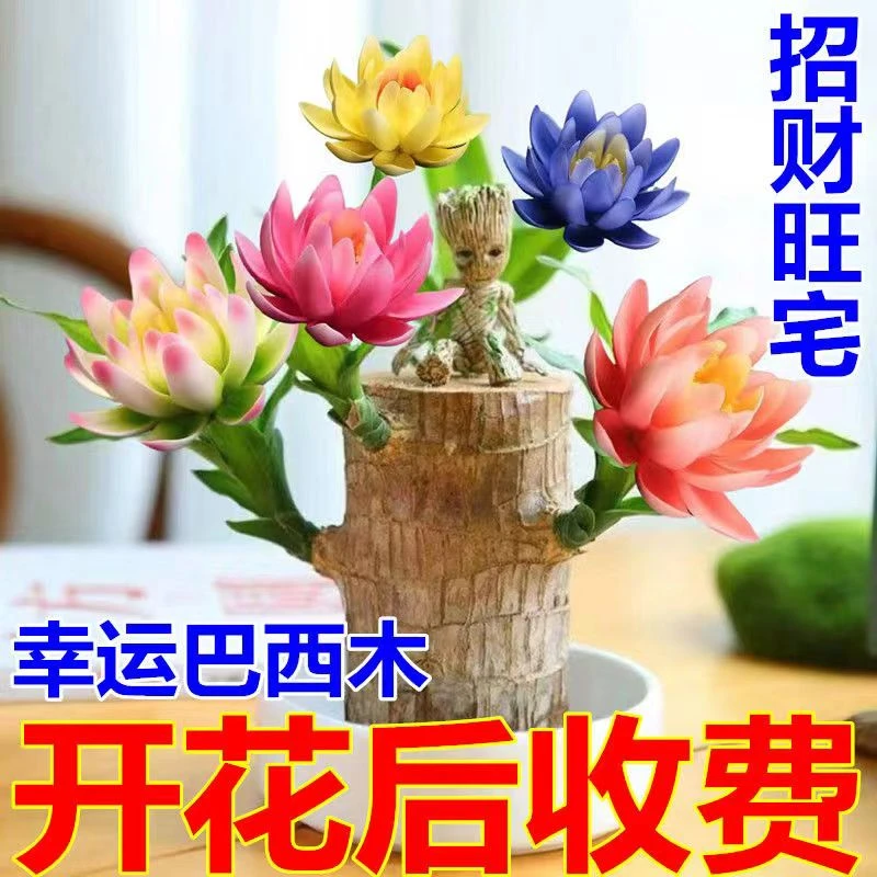 【可以开花】室内新巴西木室内桌摆开花水养驱蚊常青办公室绿植好养