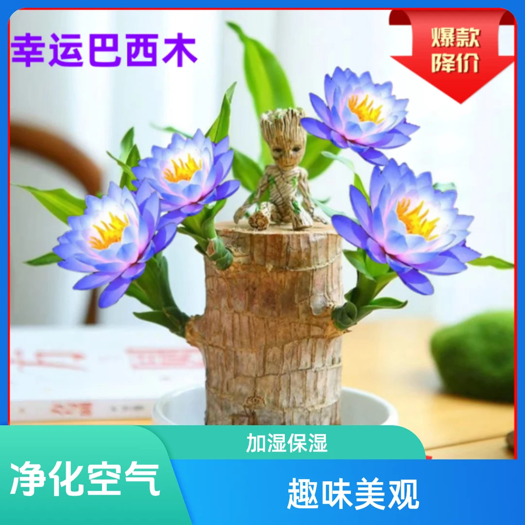 懒人新手巴西木【带芽发货】【进口品质】巴西木水培好养开花易活