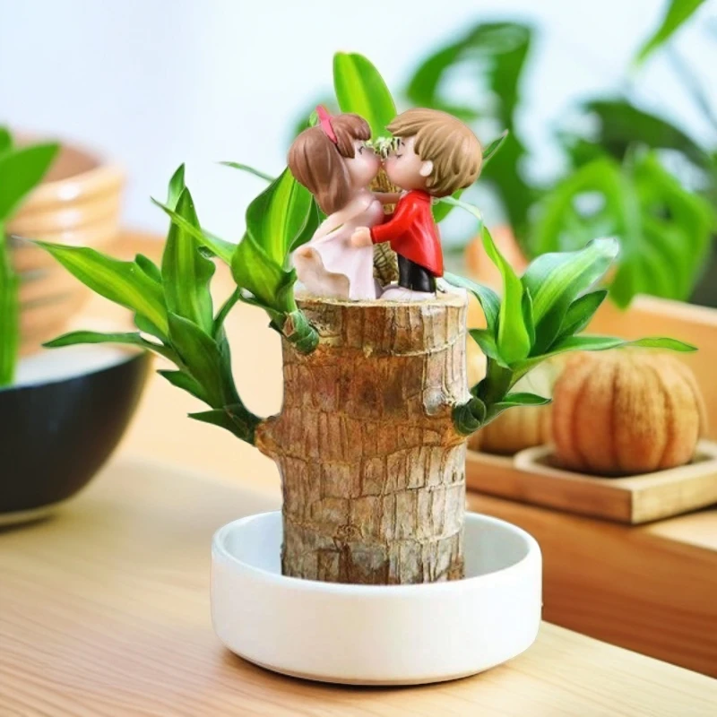 基地直销带芽巴西木客厅易养活阳台办公室懒人好养水培开花绿植盆