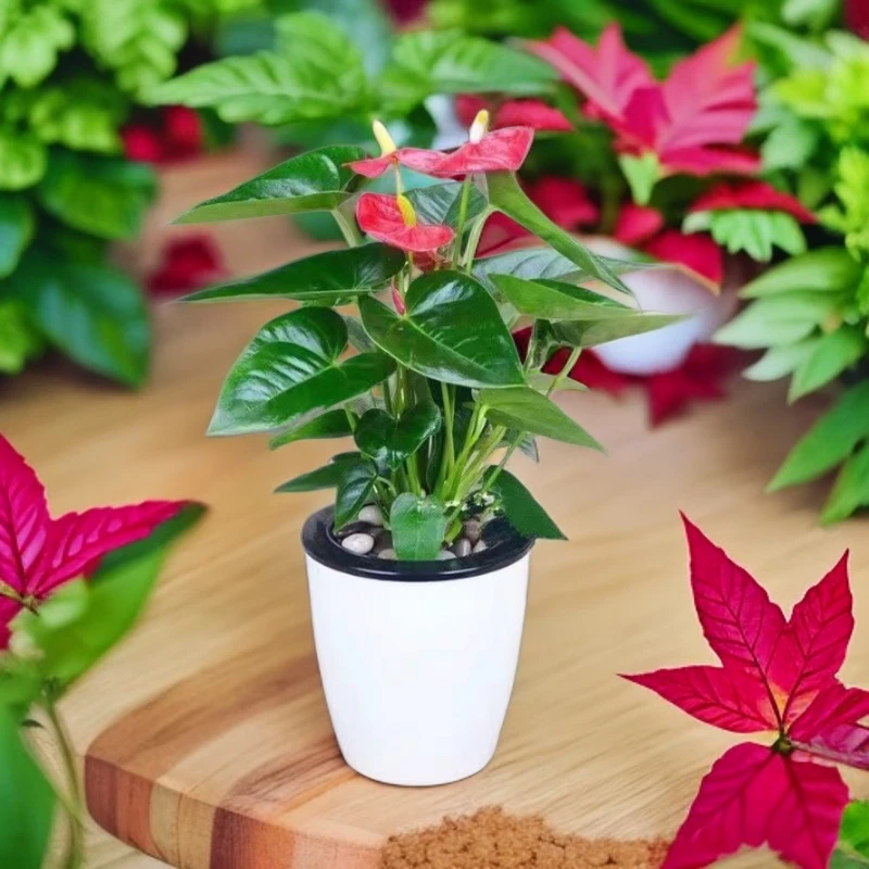 热卖特级红掌花室内绿植水培土培盆栽绿植直销家庭养殖2024年流行