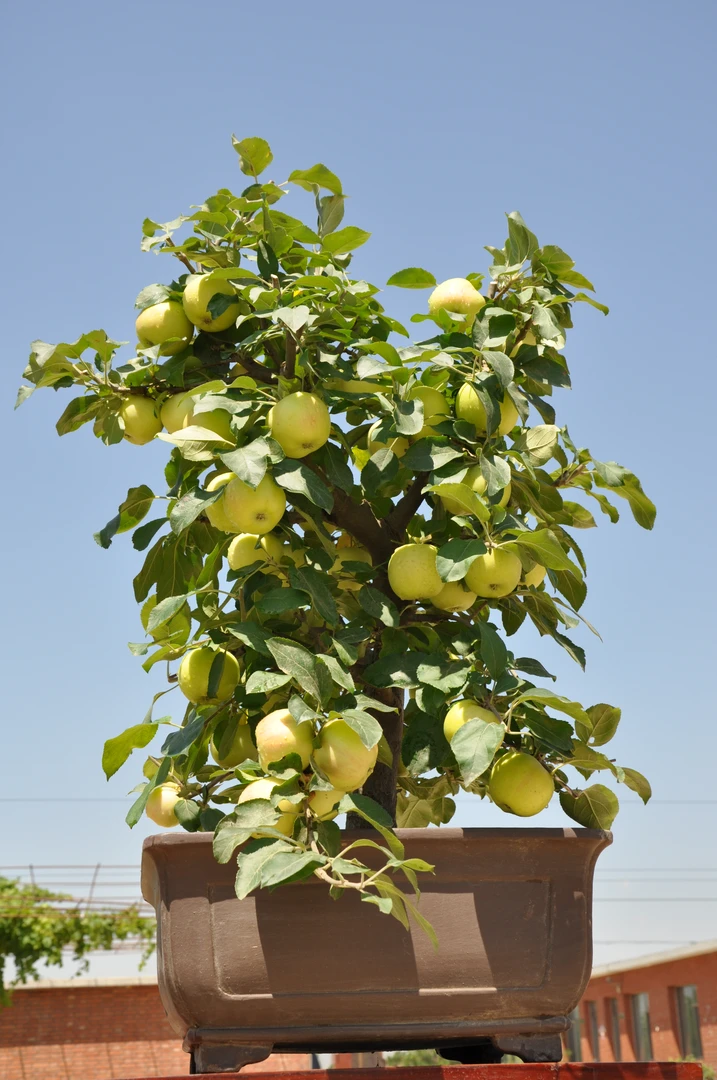 大红荣元帅六代庭院阳台原盆原土