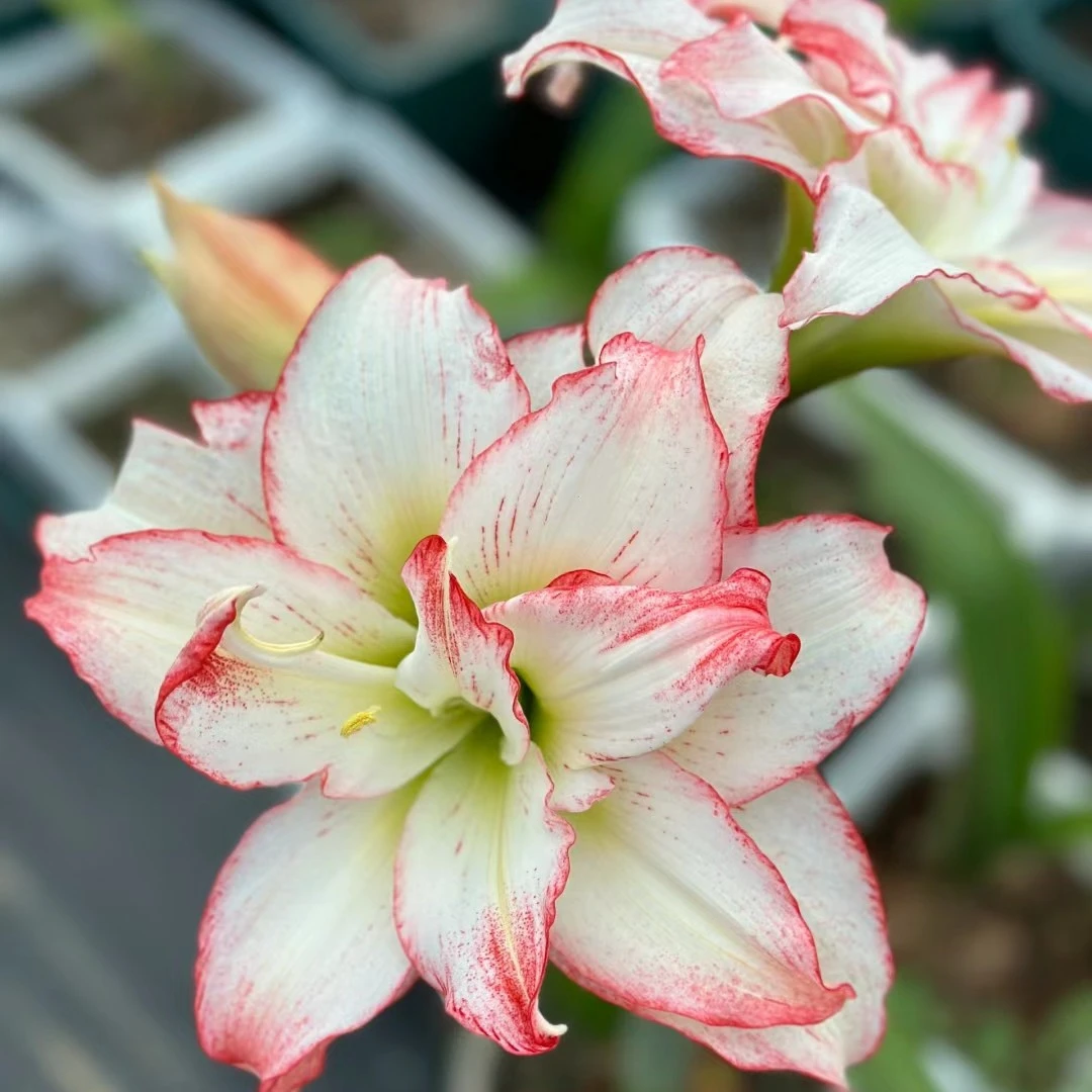 球根花卉 双迹8公分左右