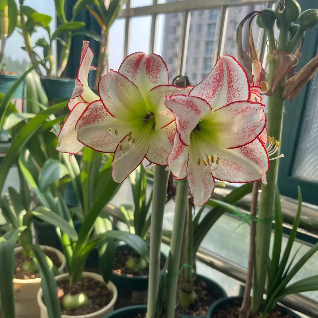 球根花卉 毕加索复壮球带五六个侧芽