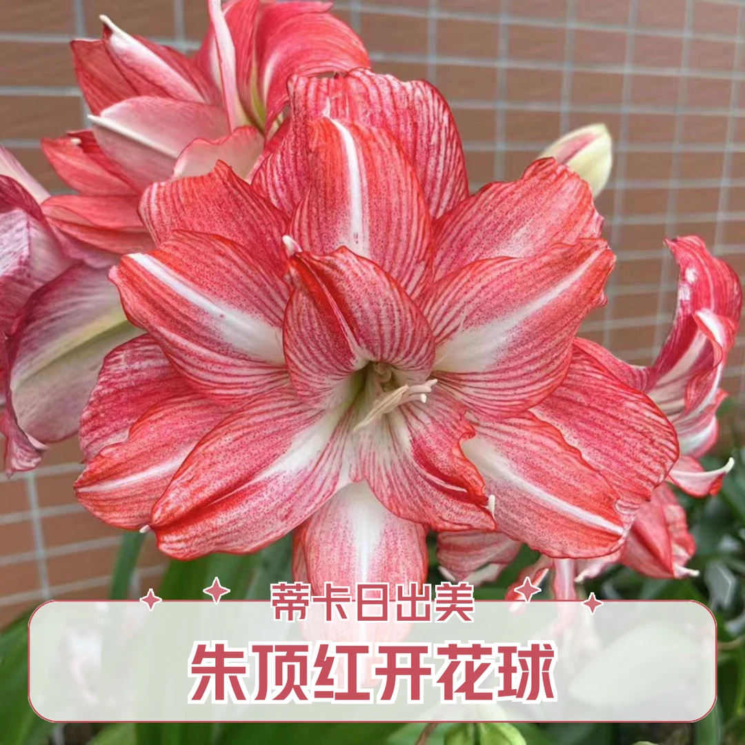 秘鲁进口朱顶红    蒂卡日出    开花球  实际偏小
