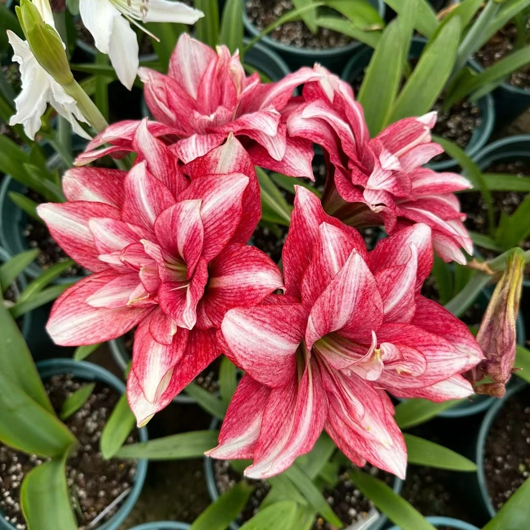 球根花卉 紫纹1.5公分左右盆土发货