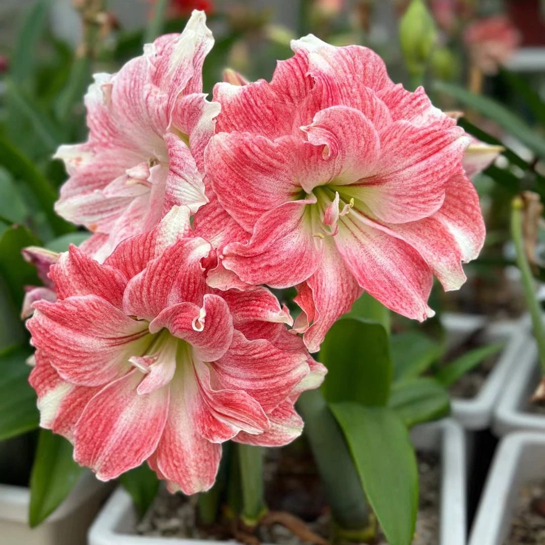 粉黛 26/28 开花球 实际偏小