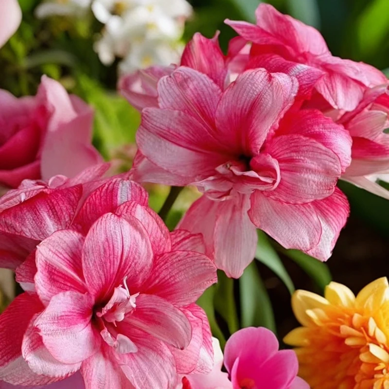 朱顶红 小梦梦切球苗   两棵装