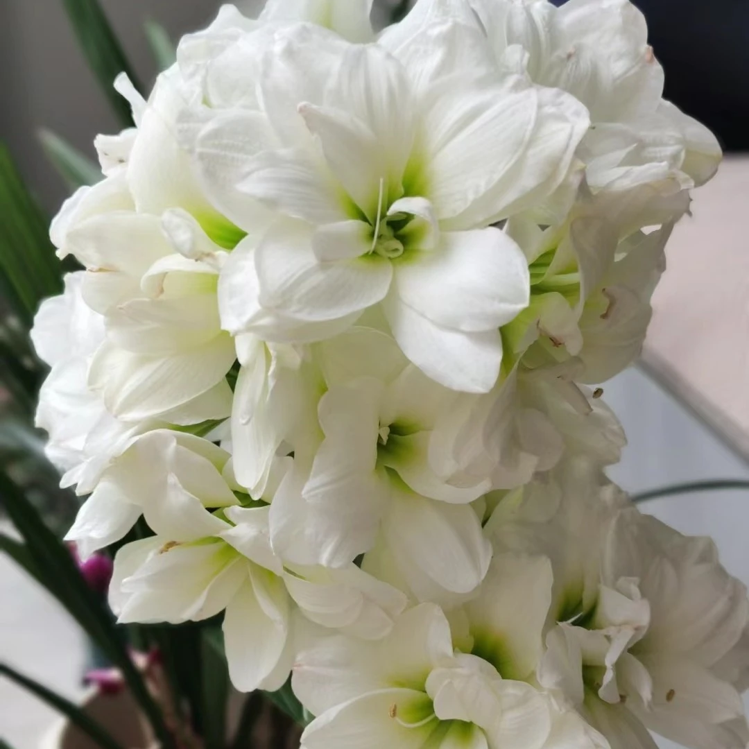 朱顶红  阿拉斯加 7+    开花球