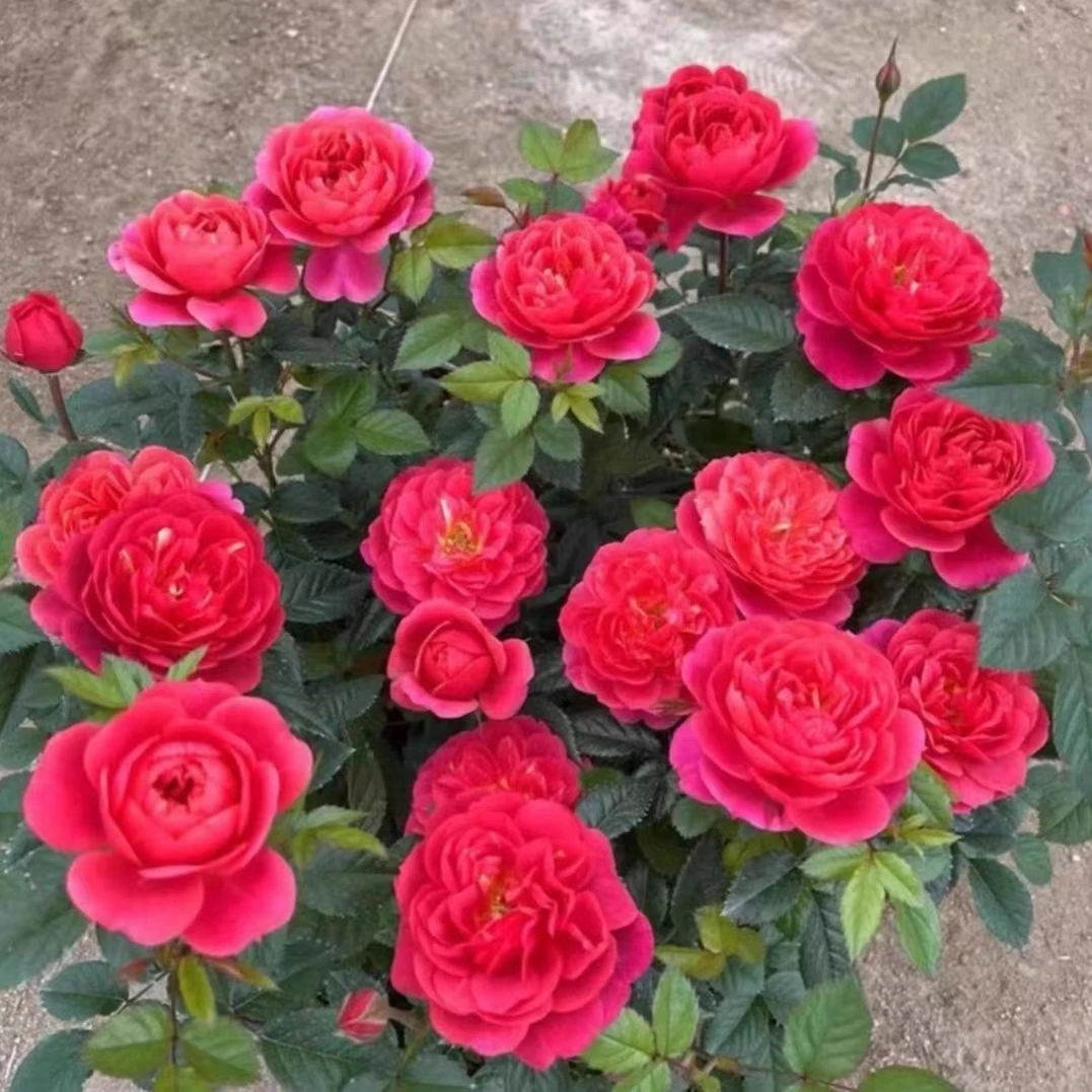 【绝色果汁】月季盆栽原盆原土发货好养活四季开放花卉