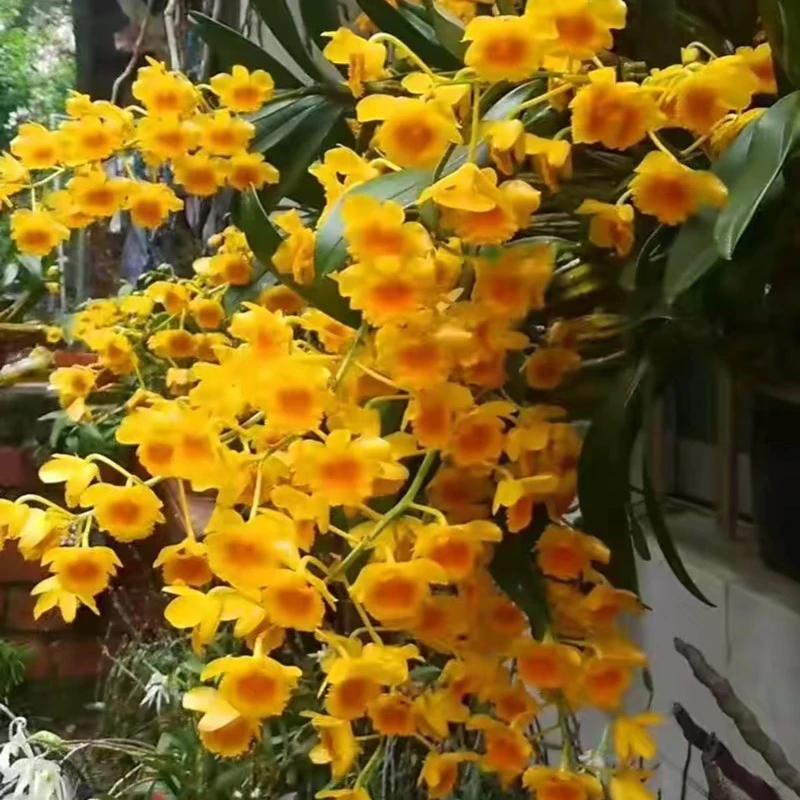 （小依）石斛绿植花卉一物一拍