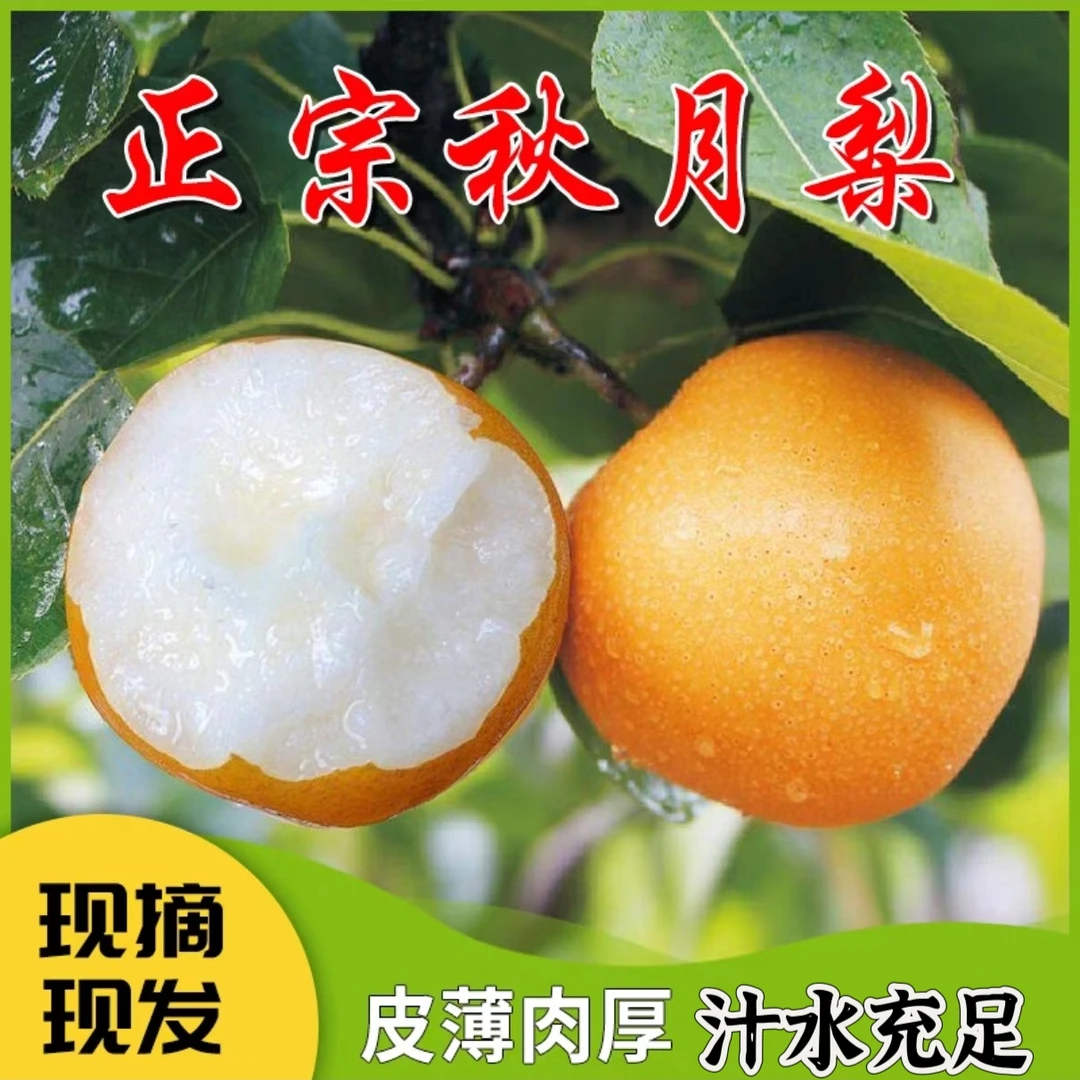 安徽砀山秋月梨精品大果脆甜多汁4.5-5斤应季水果包邮