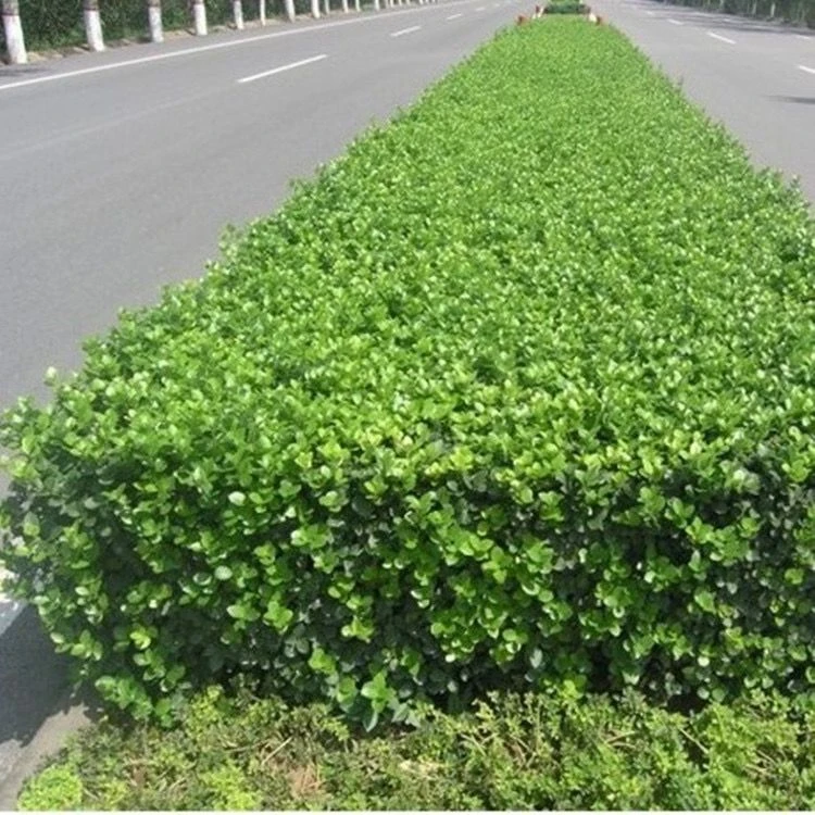 冬青卫矛苗耐寒耐旱绿篱苗庭院别墅绿化苗四季常青不落叶工程苗