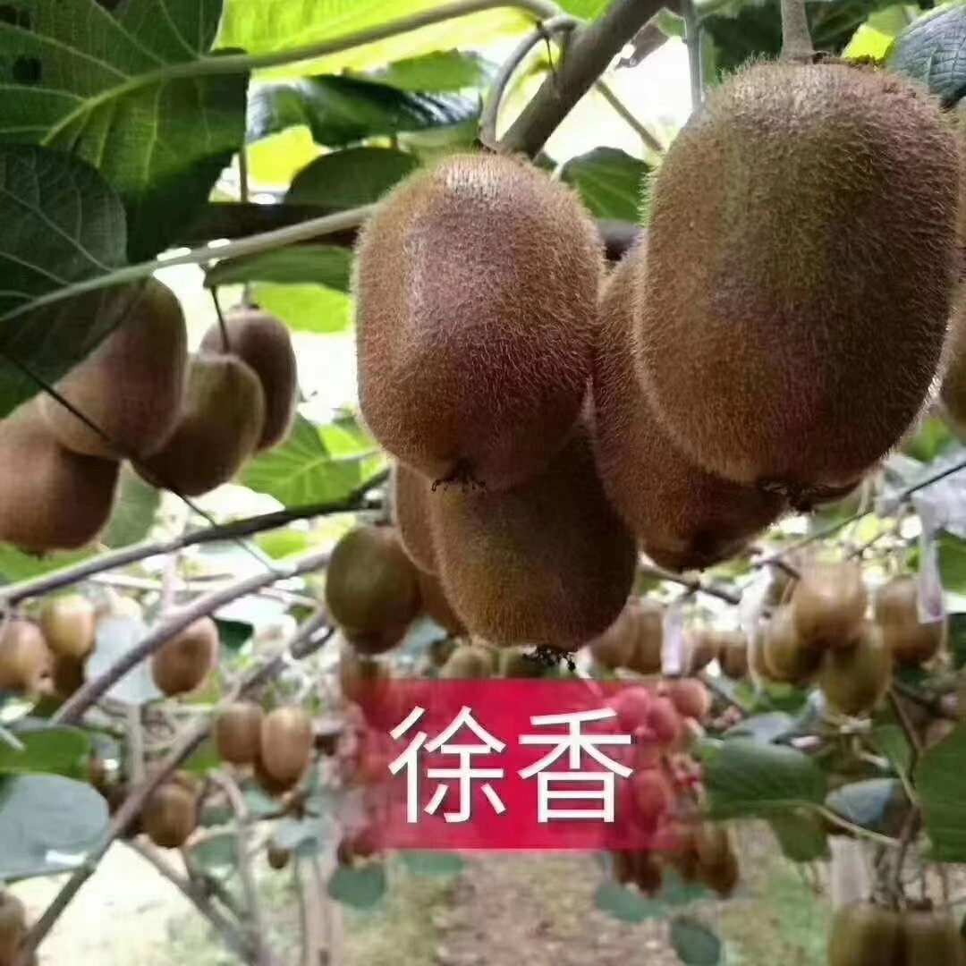陕西周至绿心徐香猕猴桃陕西特产新鲜现摘香甜多汁应季水果翠香