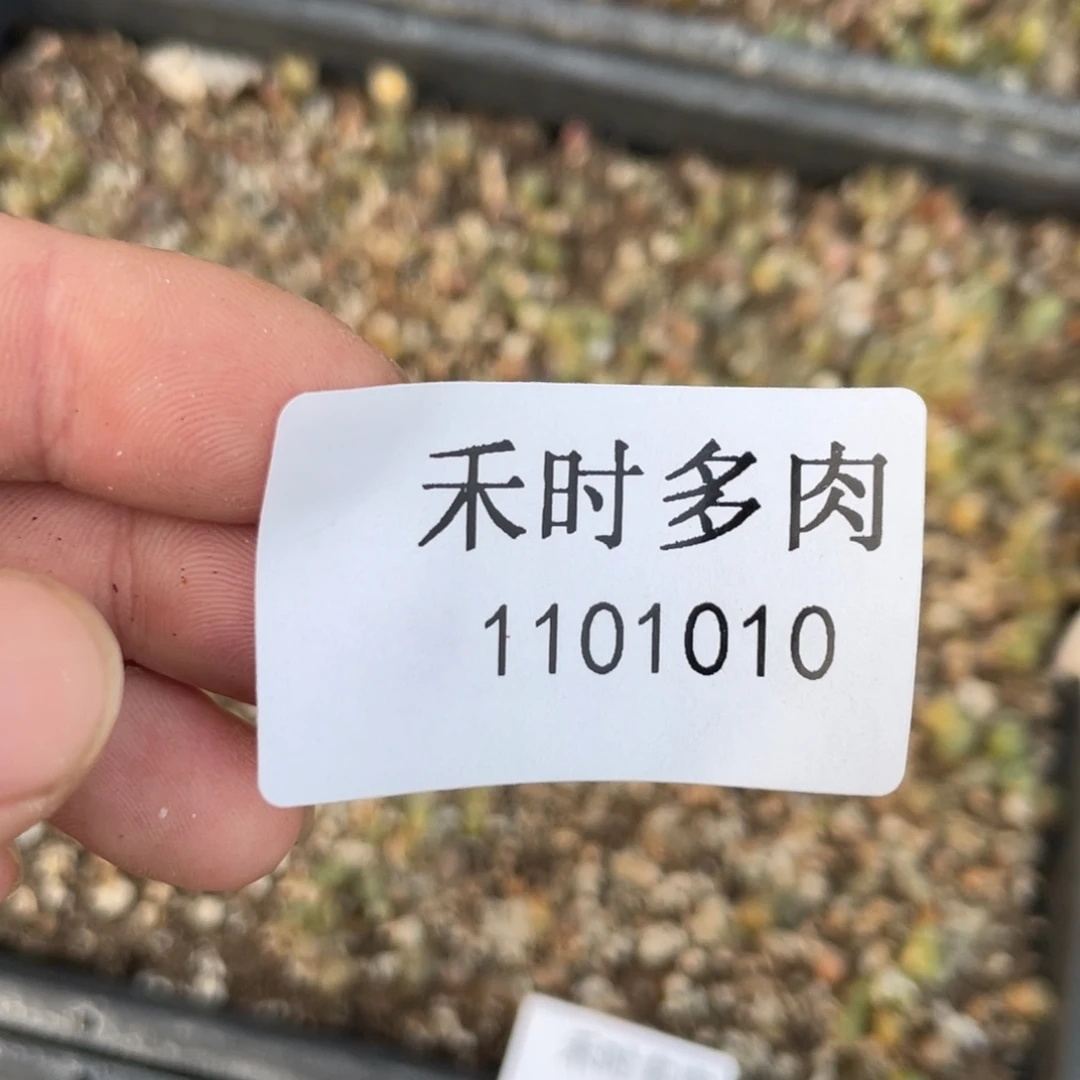诞*闪购商品生石花1101010