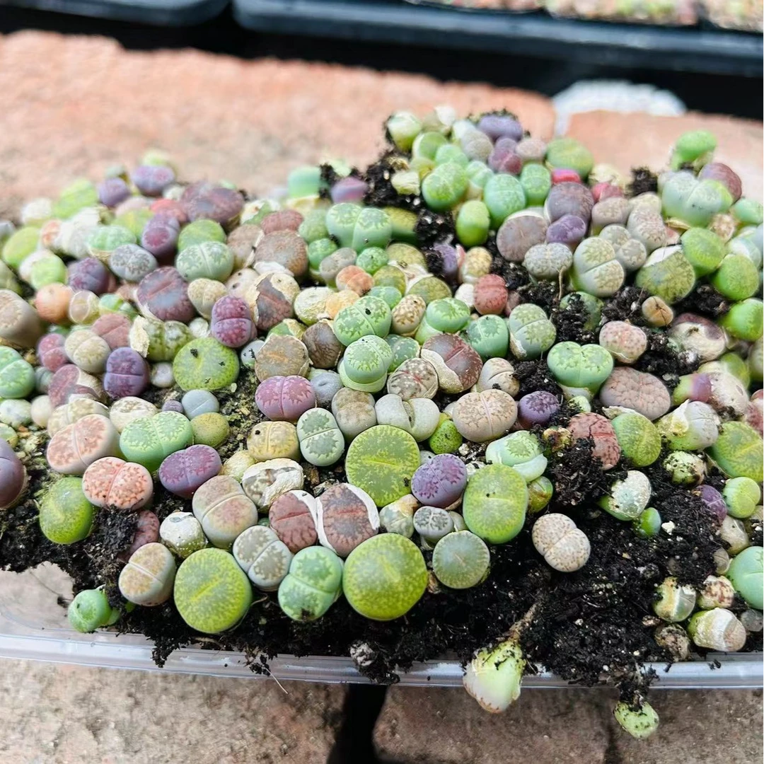 生石花混合拼盘一份