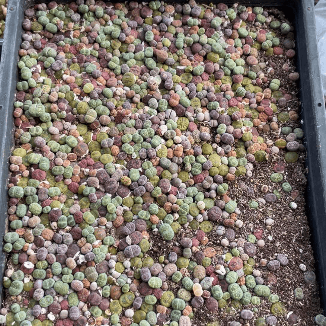 闪购商品生石花726009