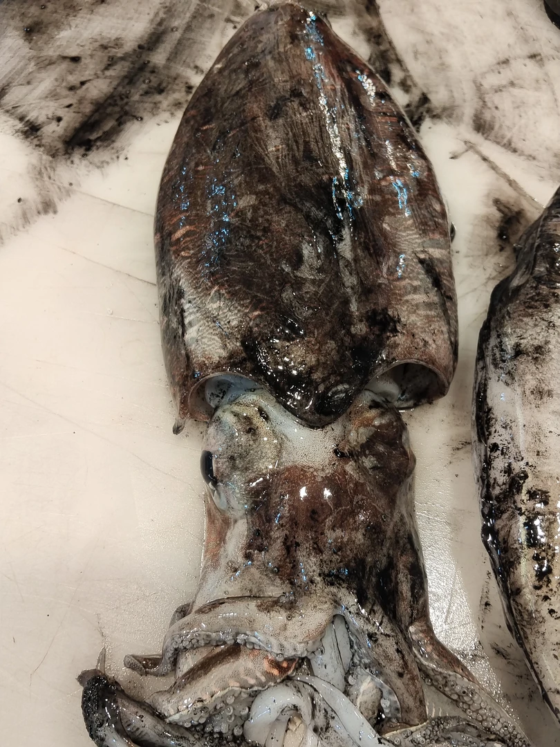 北海虾船捕捉新鲜大墨鱼5斤
