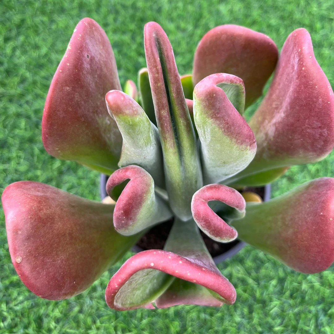 火狐狸 好运来 带盆土夏型品种耐高温喜阳 叶型酷似狐狸耳朵 整桩