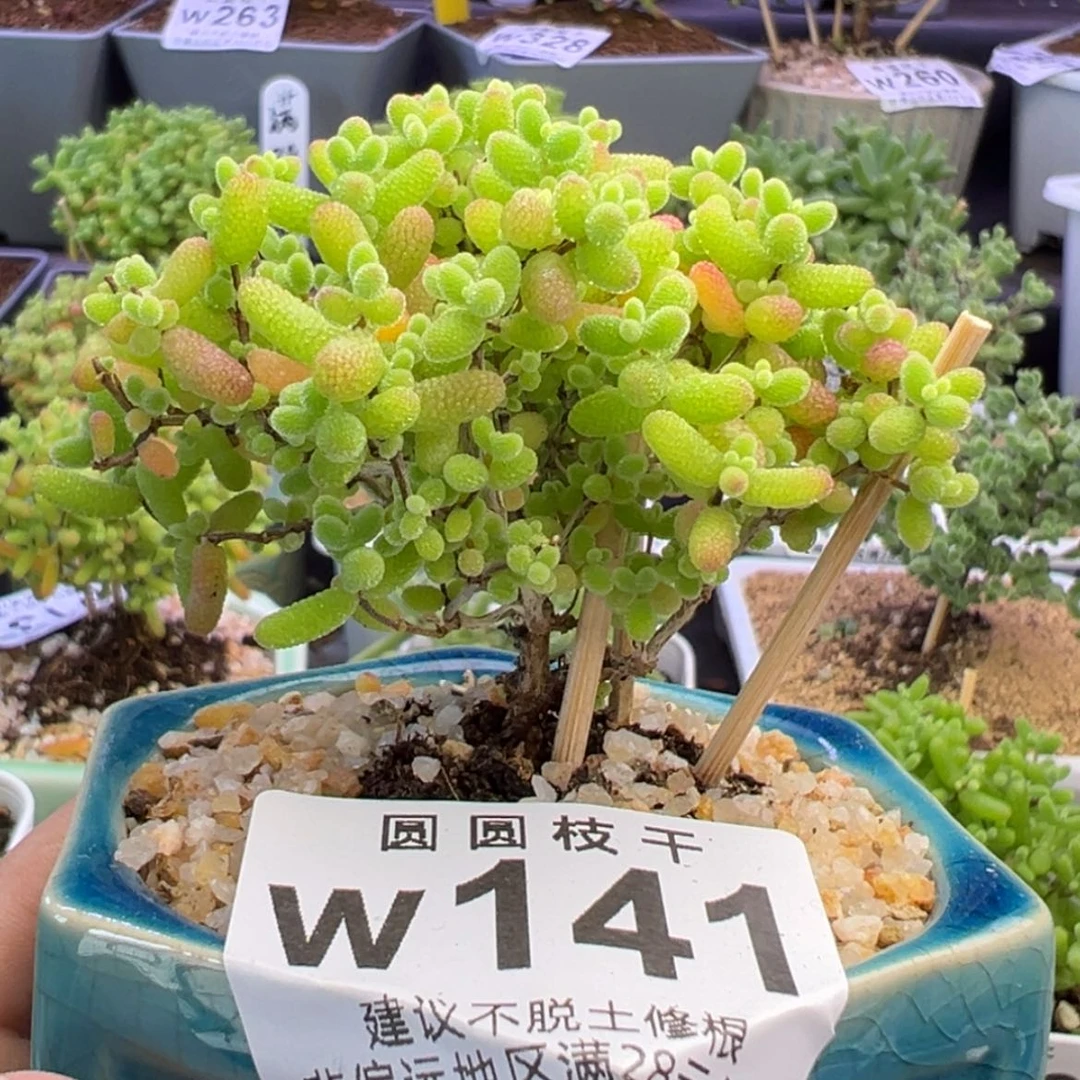 【闪购商品】w141蜜橘糖球