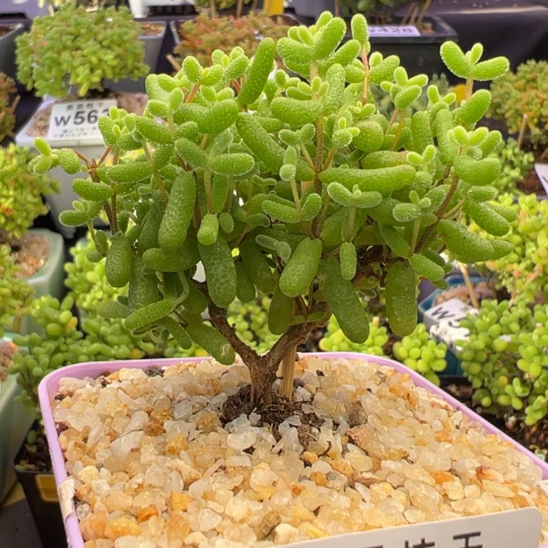 【闪购商品】w603金桔