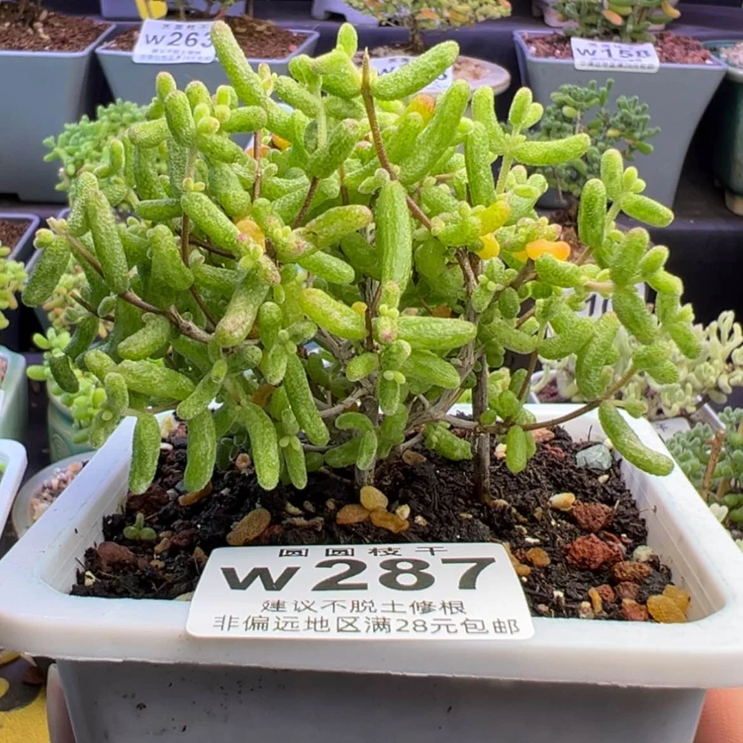 【闪购商品】287糖球白虎斑锦