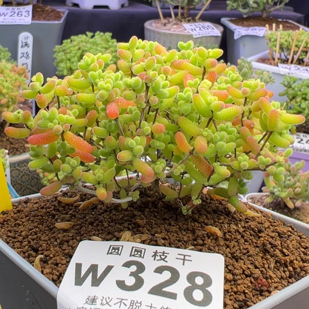 【闪购商品】328蜜橘糖球