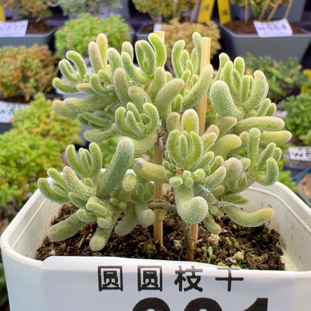 【闪购商品】w601白闪光锦