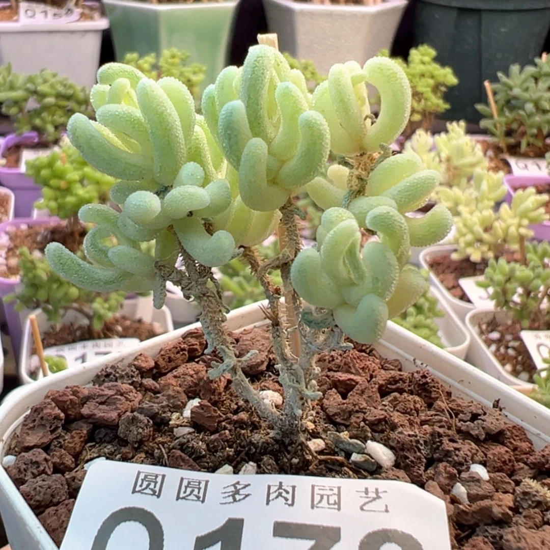 【闪购商品】178橙叶锦