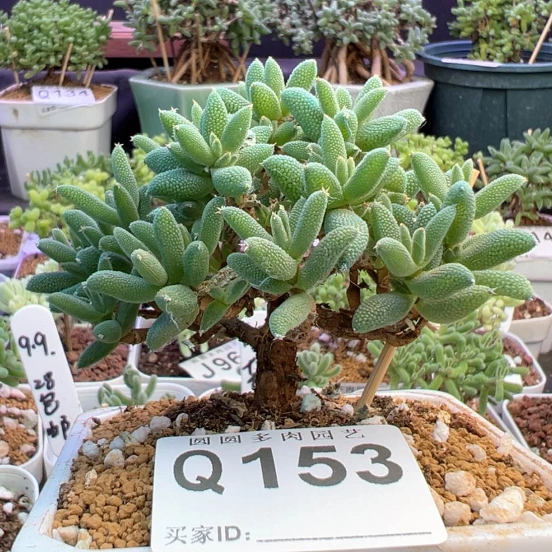 【闪购商品】153玉米
