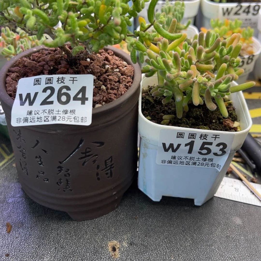 【闪购商品】肥****?w264糖球白虎斑w153