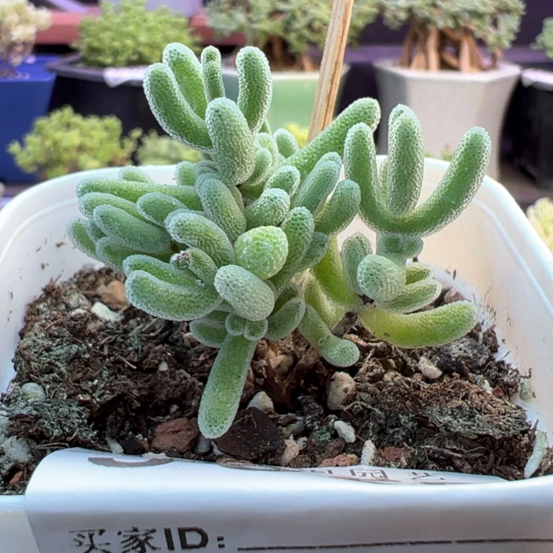 【闪购商品】929闪闪