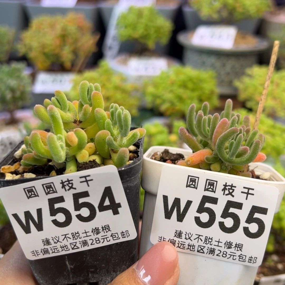 【闪购商品】y**gw554w555闪闪