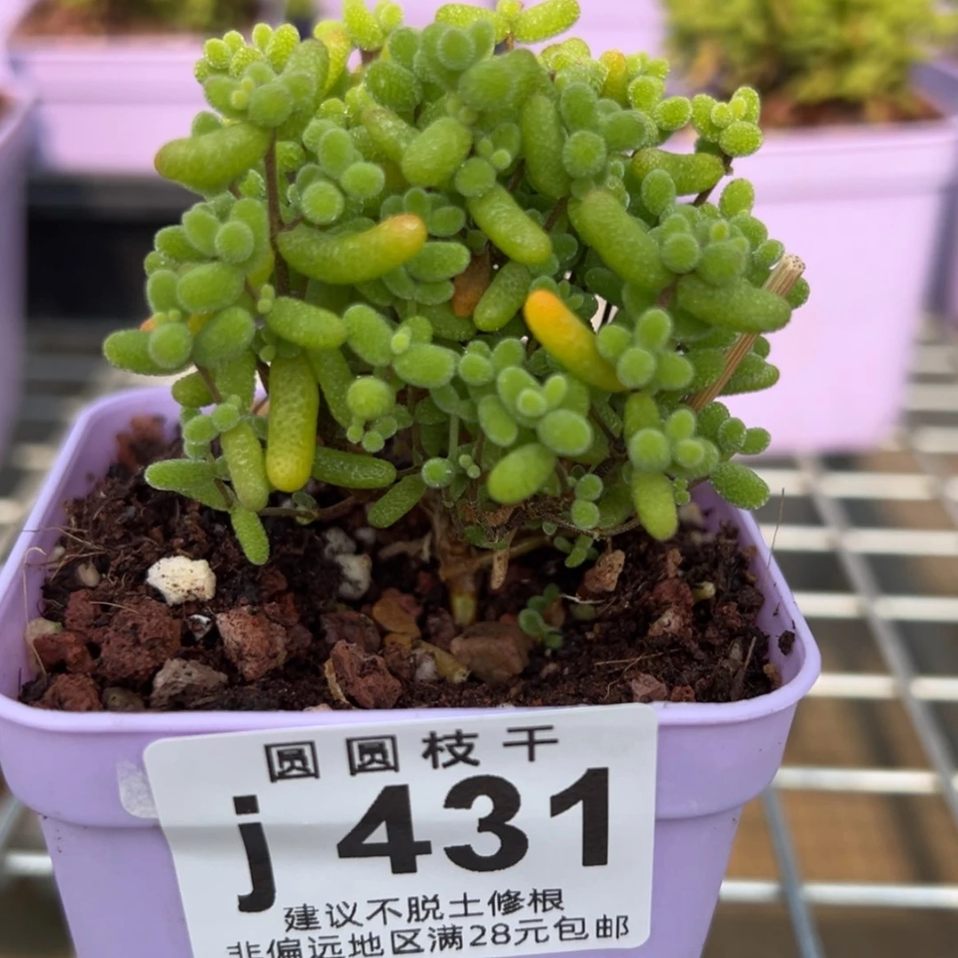 【闪购商品】…*431金桔糖球