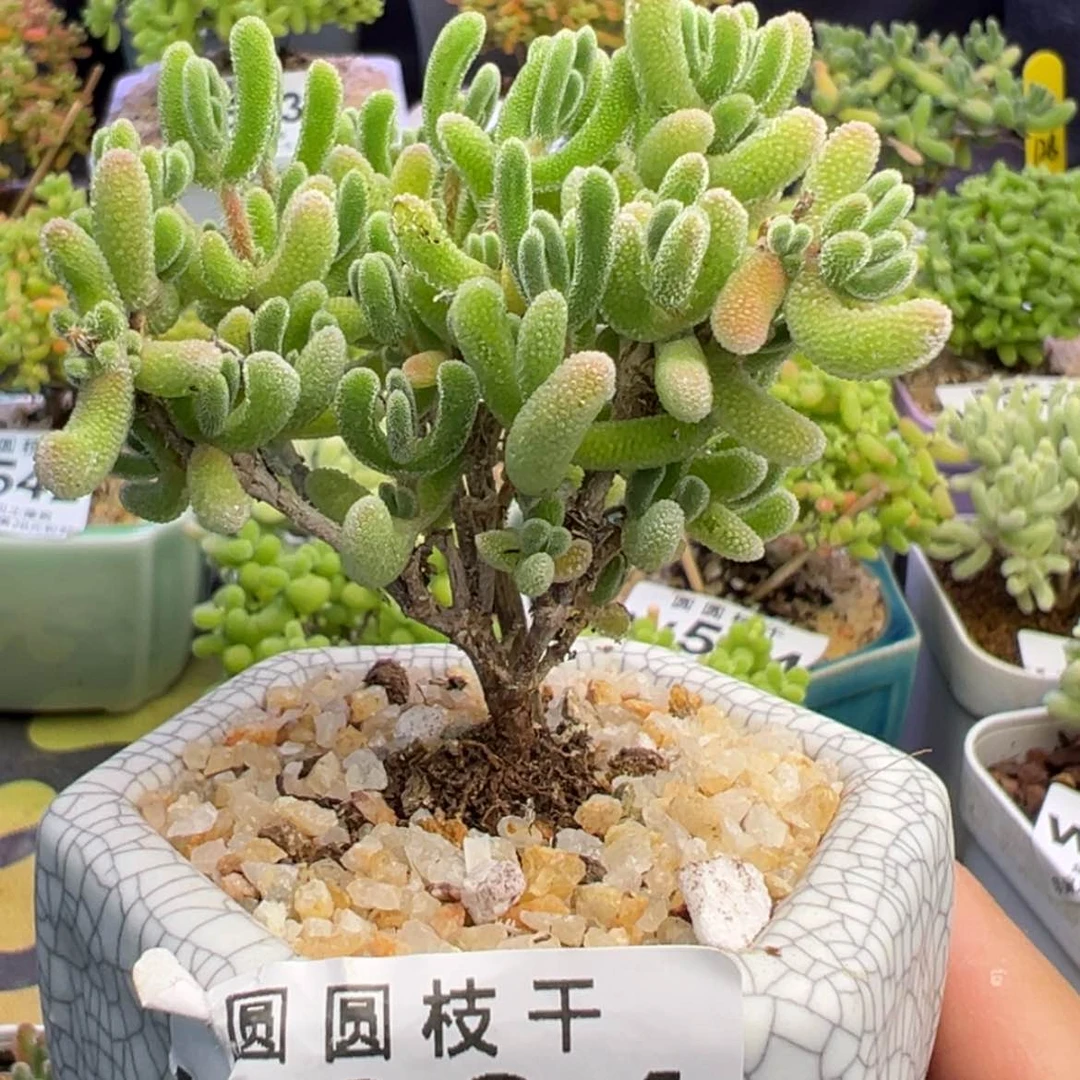 【闪购商品】394琉璃