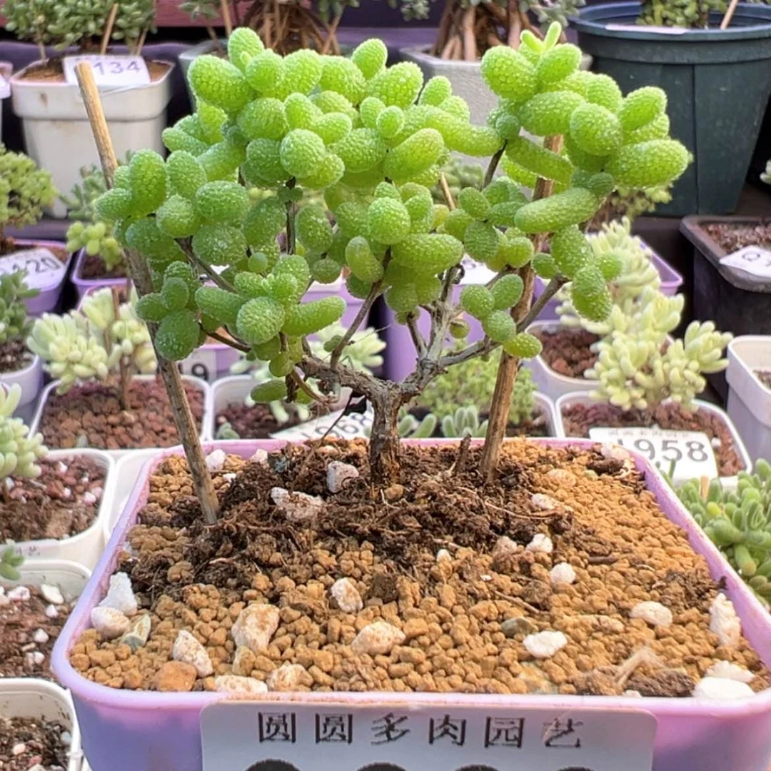 【闪购商品】093金桔糖球