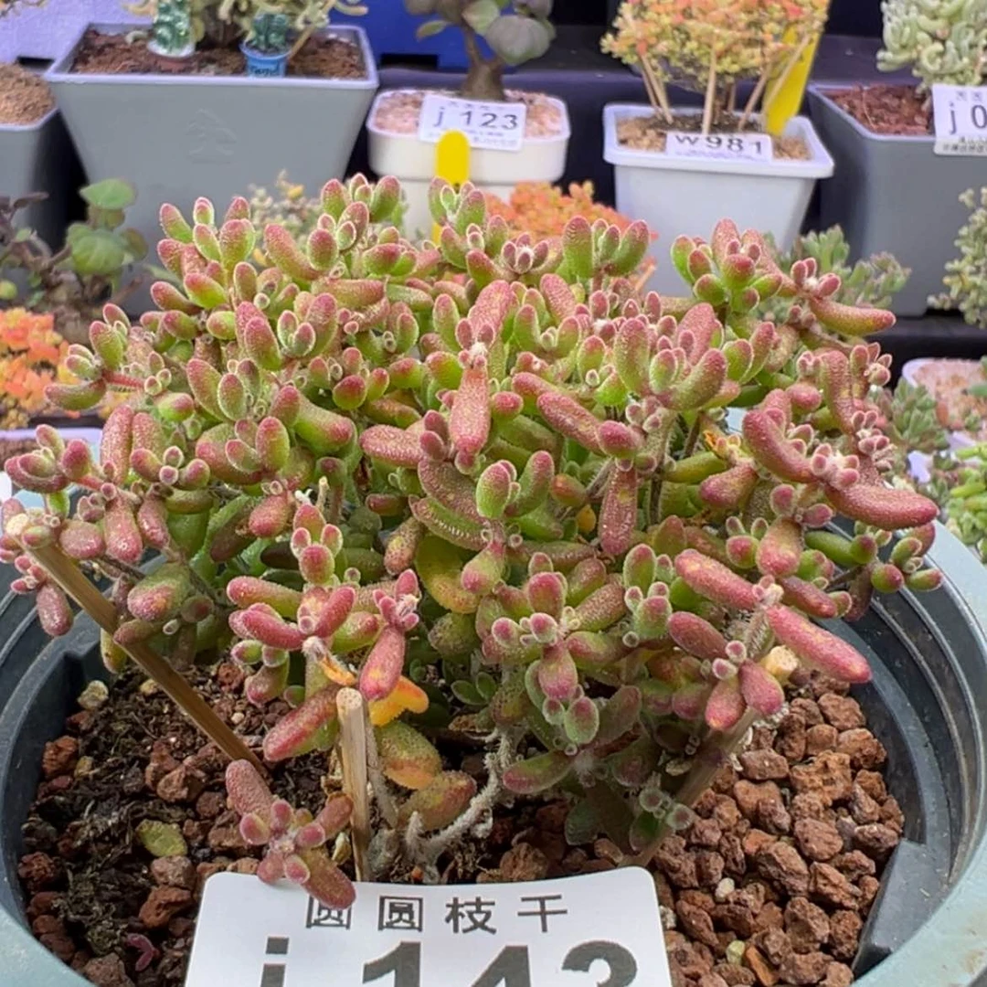 【闪购商品】143红宝石