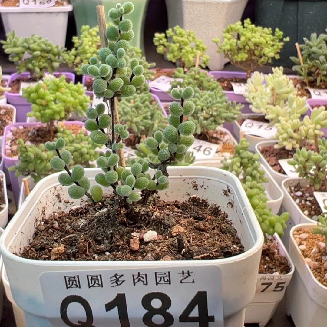 【闪购商品】184翡翠