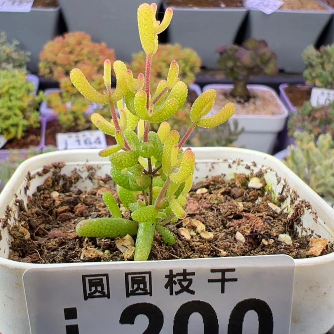 【闪购商品】200飞机猪