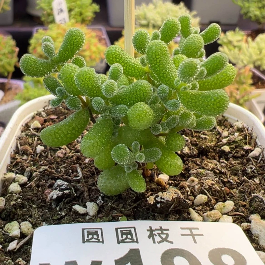 【闪购商品】198翡翠