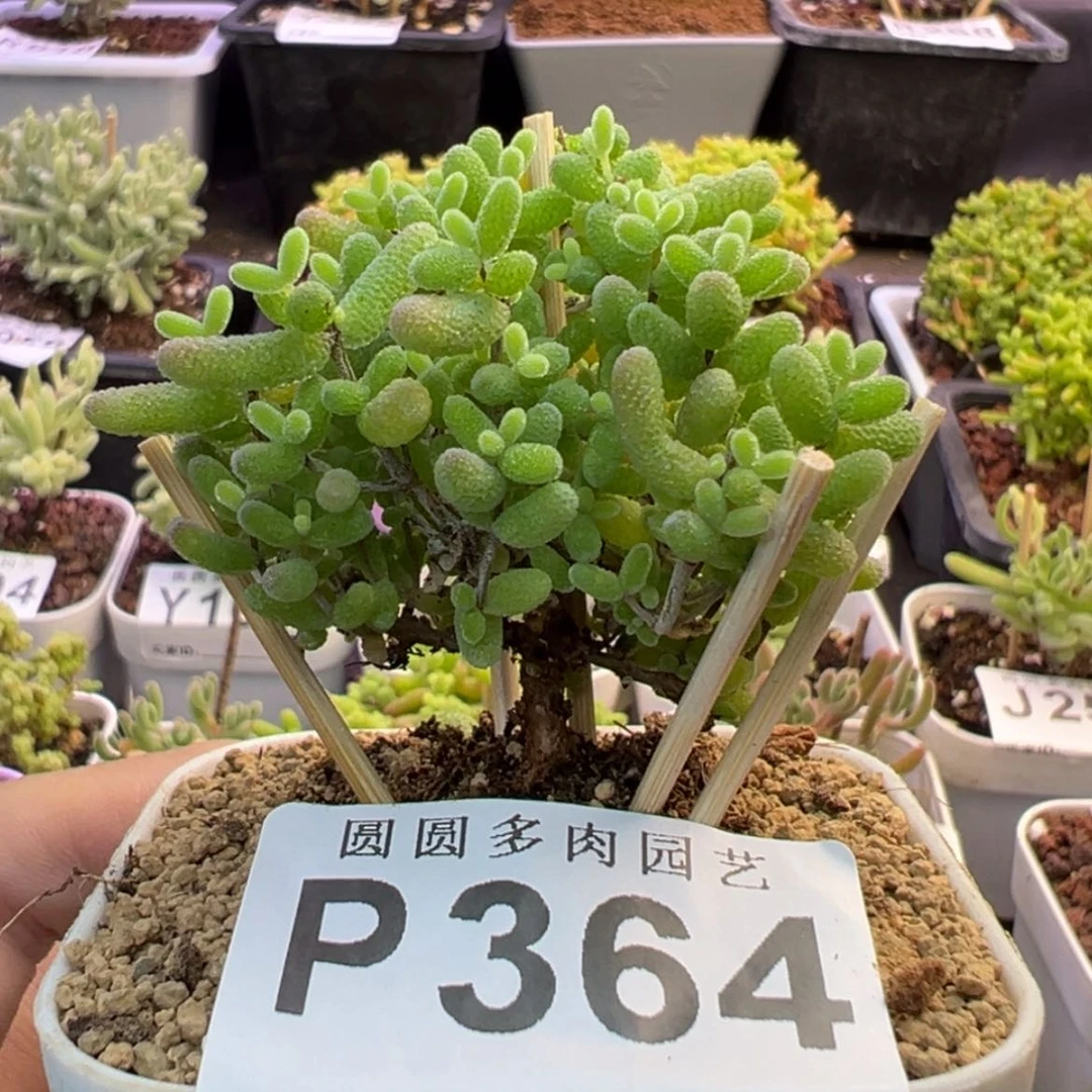 【闪购商品】天**水364蜜橘糖球