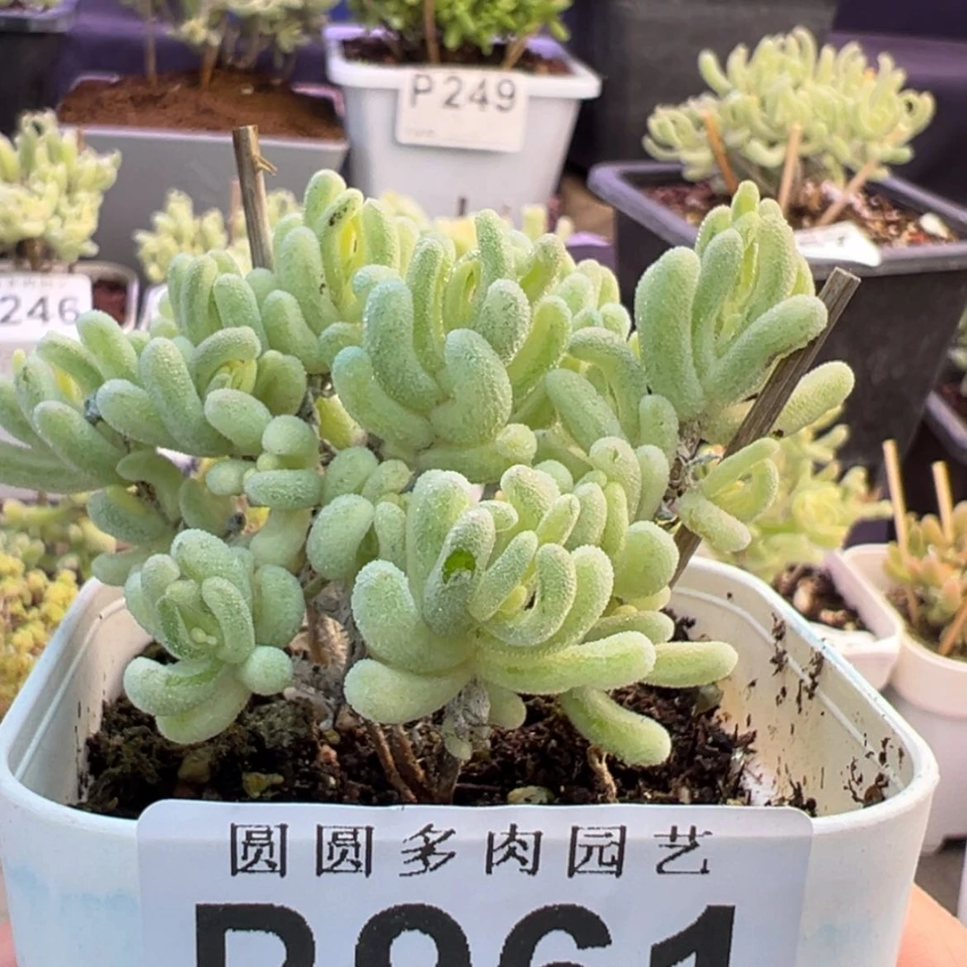 【闪购商品】961橙叶锦