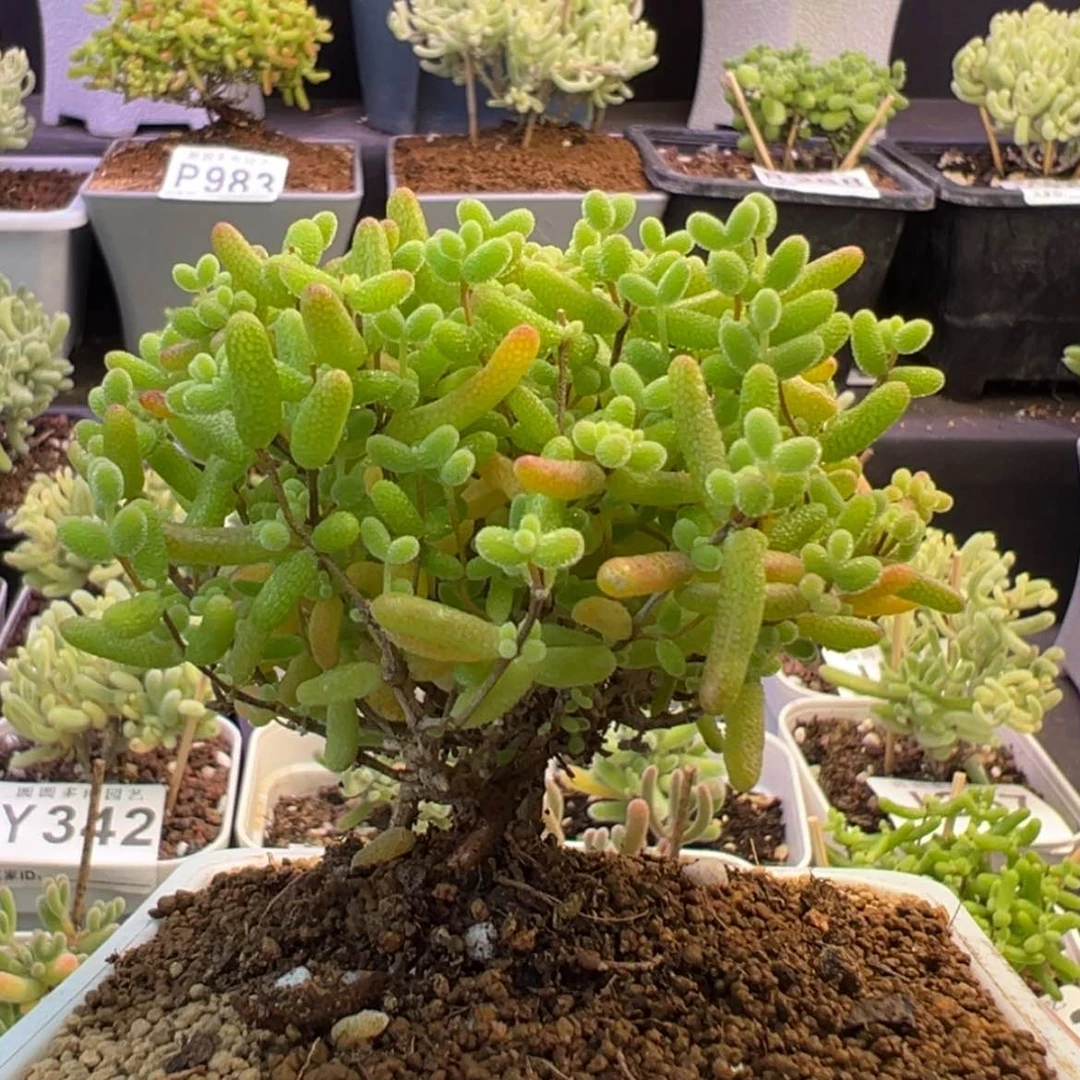 【闪购商品】984蜜橘糖球