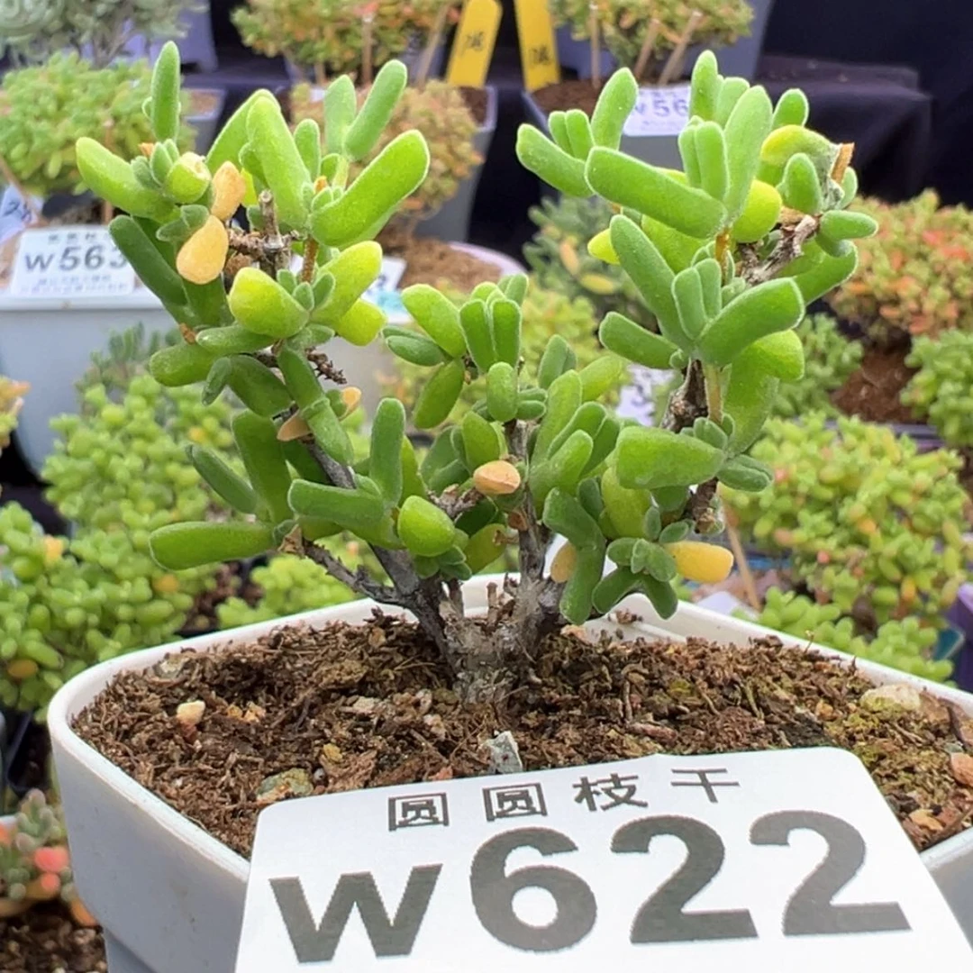 【闪购商品】w622虾钳