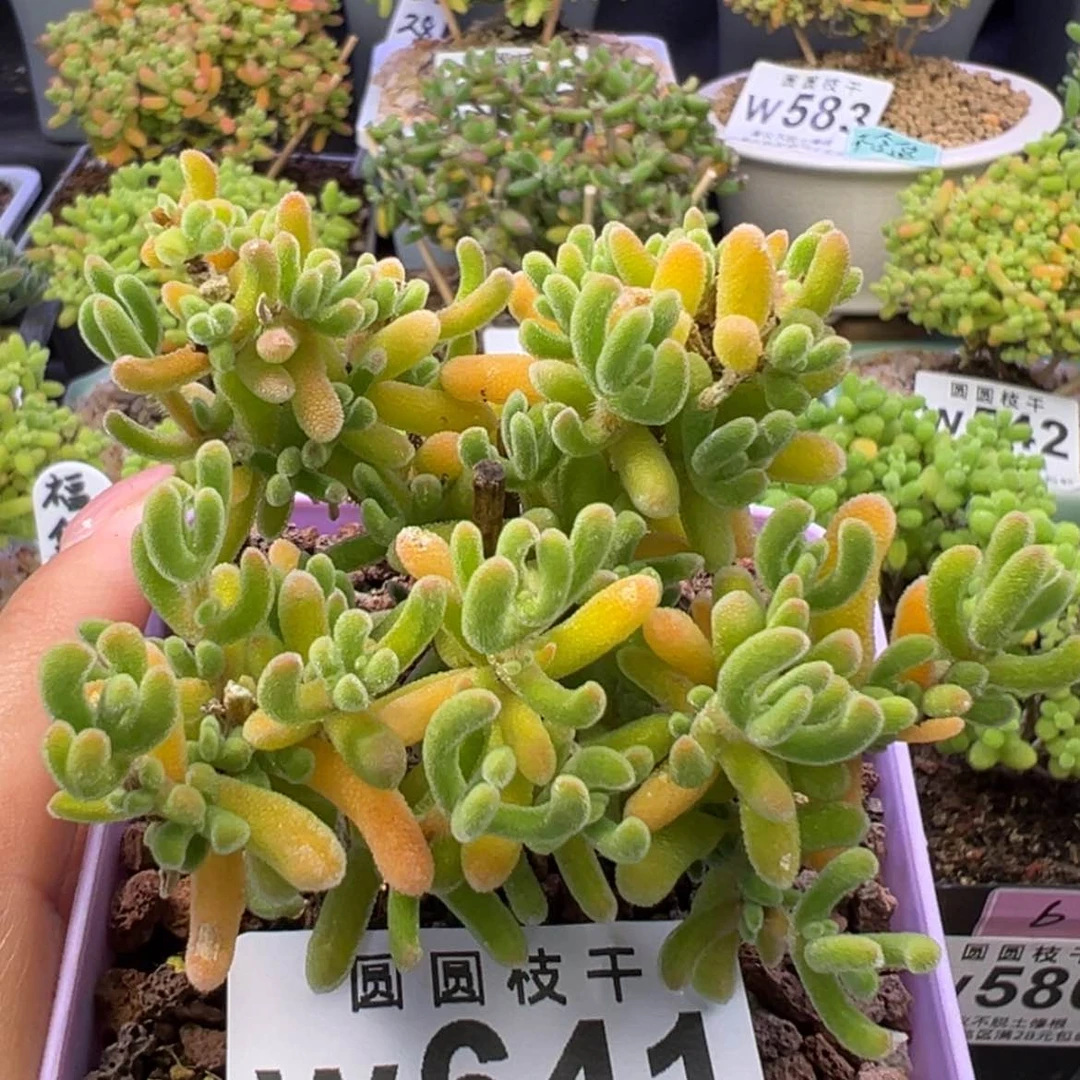 【闪购商品】w641琉璃杂冰晶