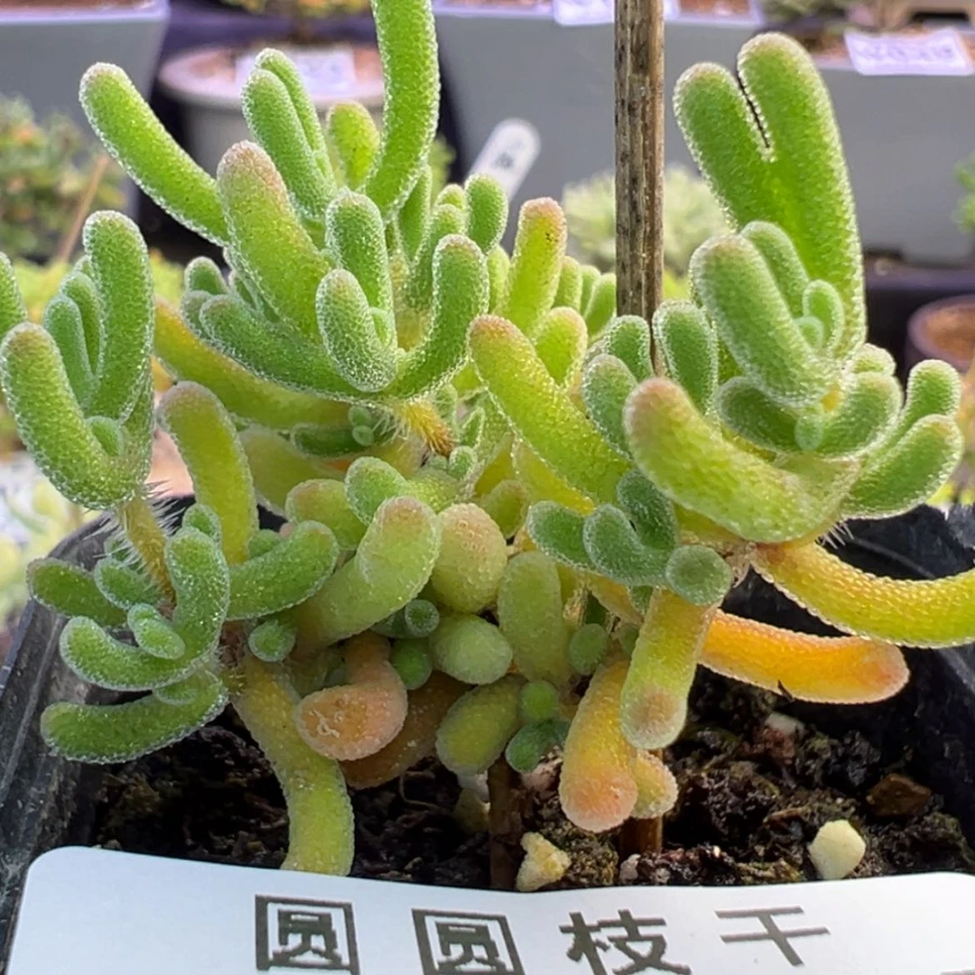 【闪购商品】234闪闪