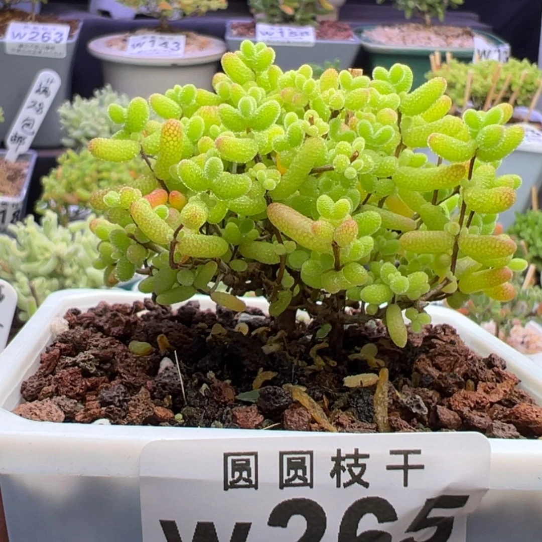 【闪购商品】w265小铭子甄选蜜橘糖球