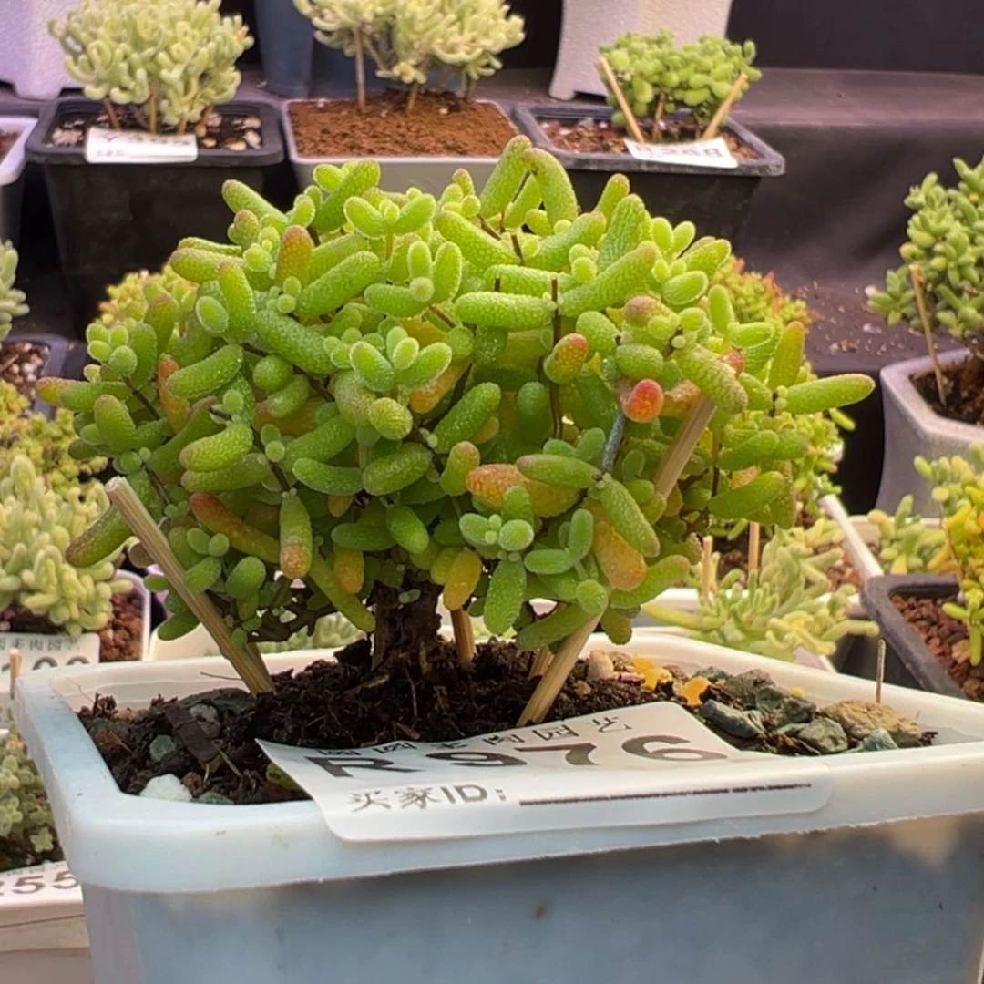 【闪购商品】瓷***子976蜜橘糖球